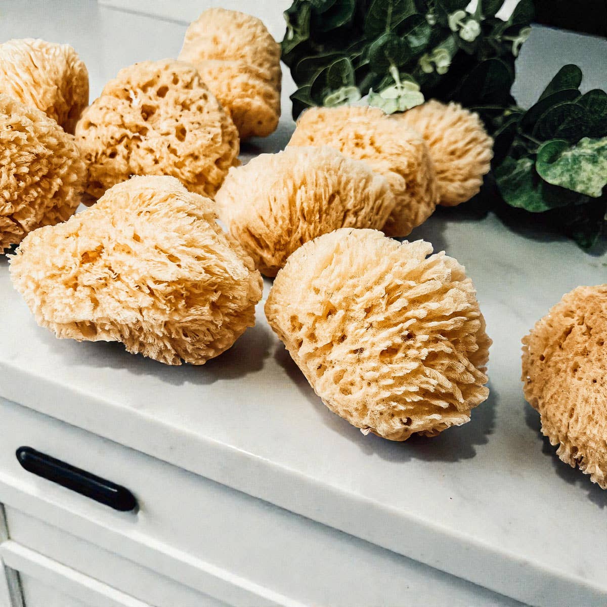 Natural Sea Sponge for Bath, 4–5 Inches