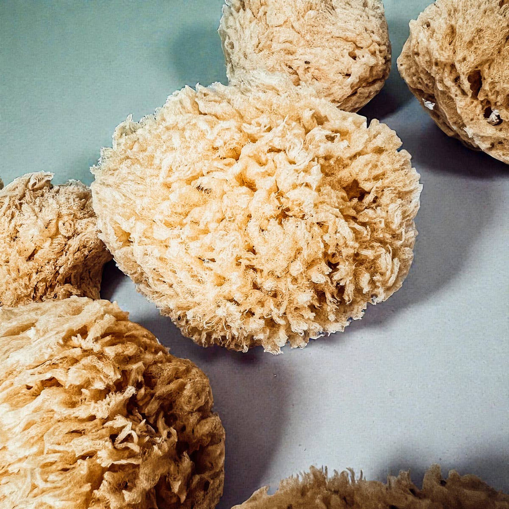 Natural Sea Sponge for Bath, 4–5 Inches