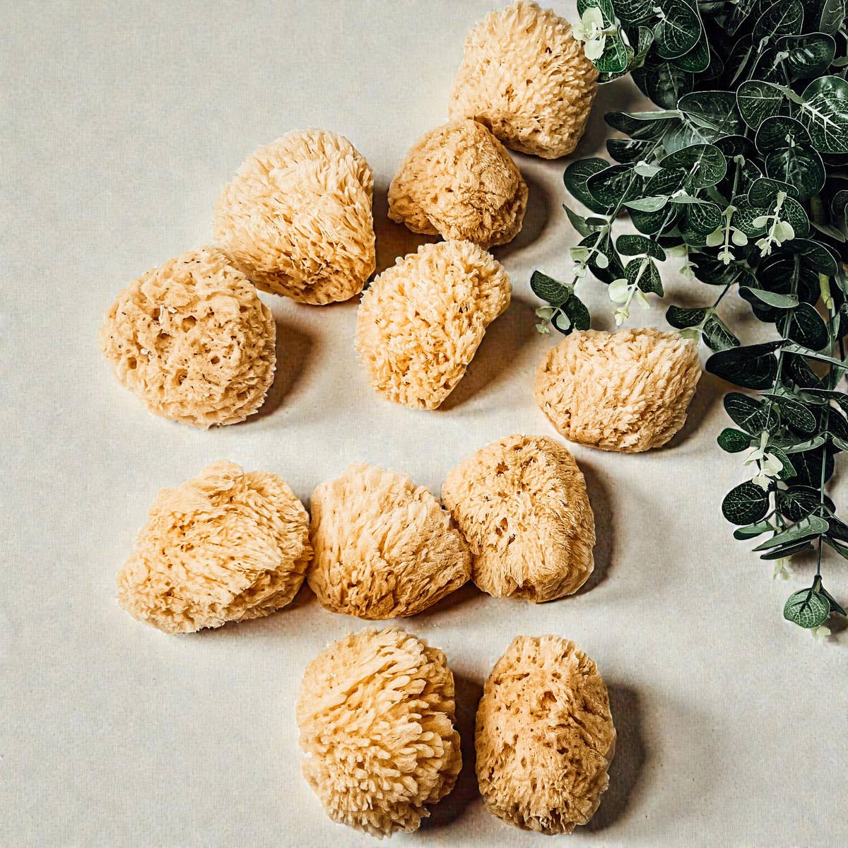 Natural Sea Sponge for Bath, 4–5 Inches