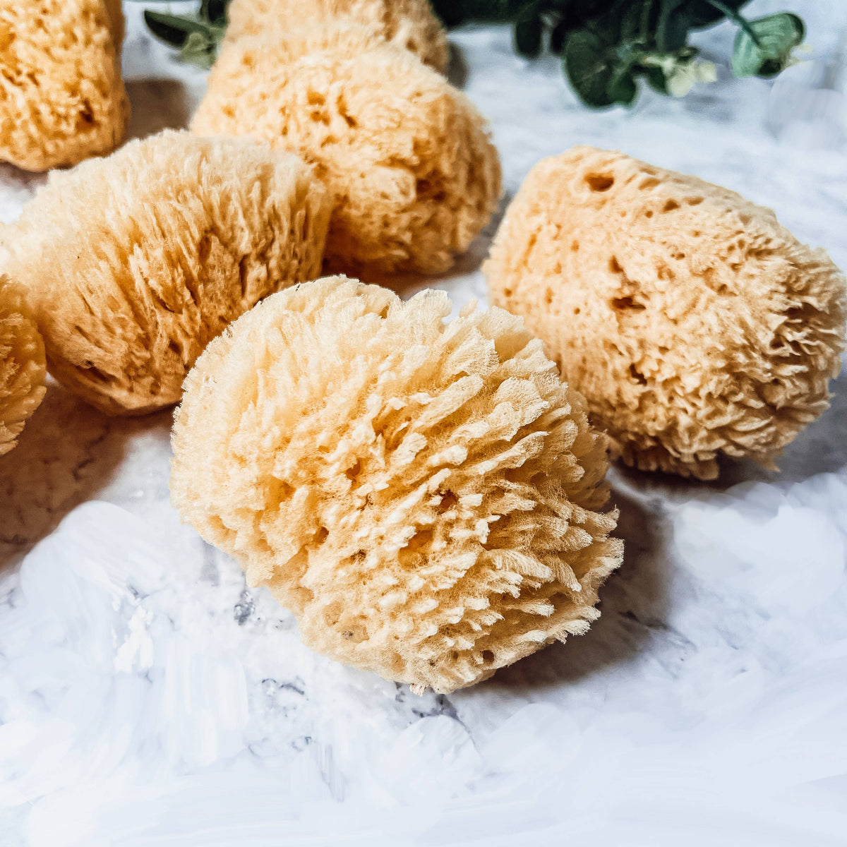 Natural Sea Sponge for Bath, 4–5 Inches
