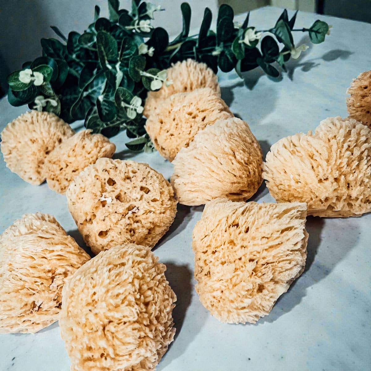 Natural Sea Sponge for Bath, 4–5 Inches