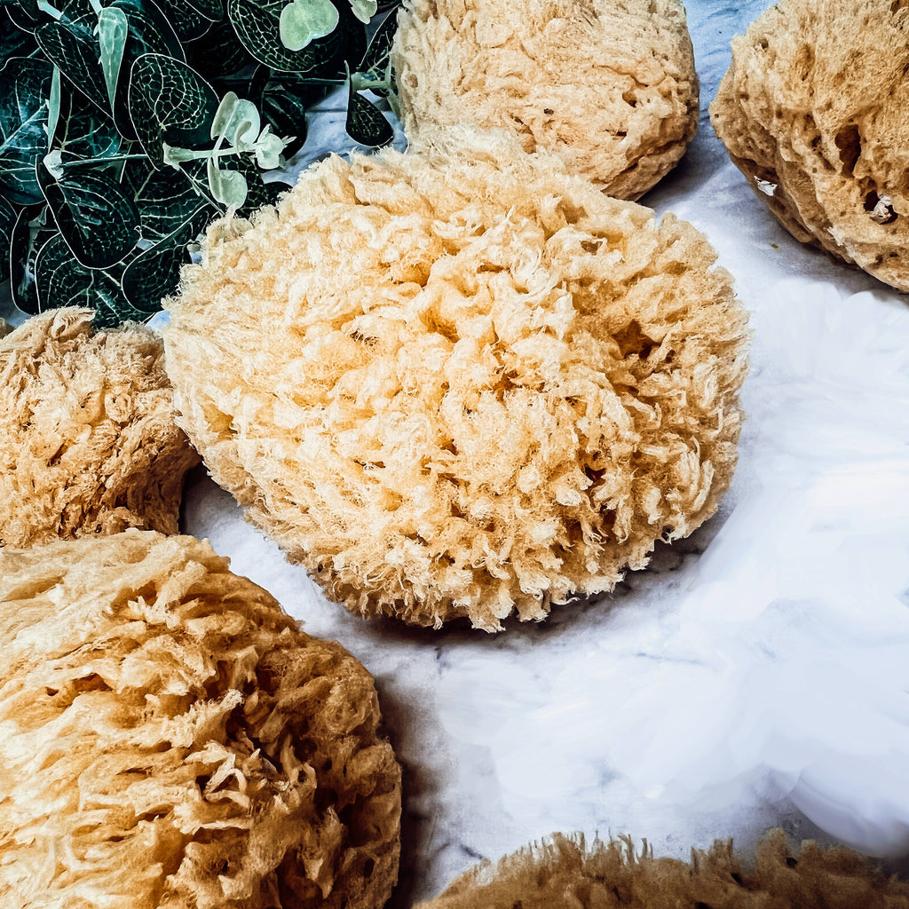 Natural Sea Sponge for Bath, 4–5 Inches