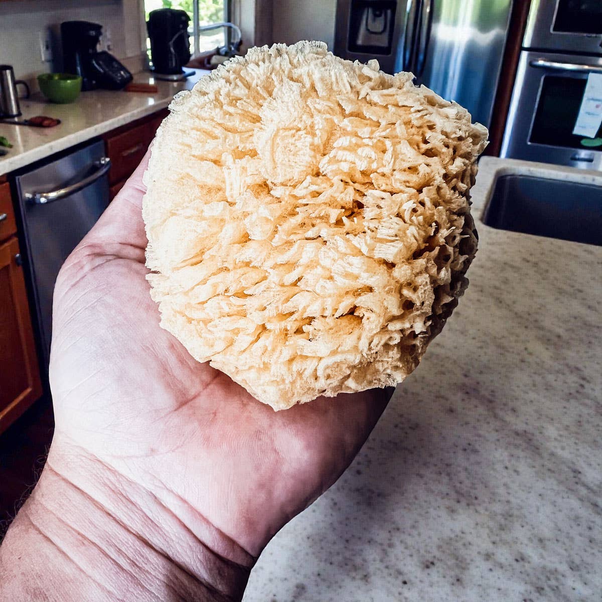 Natural Sea Sponge for Bath, 4–5 Inches